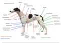 Canine Body Muscles 