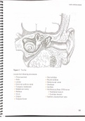 Summary  232 Anatomy  and Physiology (Bio)