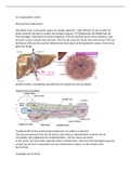 Samenvatting  Ontstaansmechanismen Van Ziekten deel 2 (B-KUL-E07C9B)