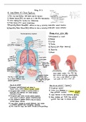 MCAT Notes: Kaplan Biology Chapter 6 (The Respiratory System)