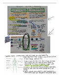 MCAT Notes: Kaplan Biology Chapter 8 (The Immune System)