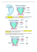 Embriología de la cabeza