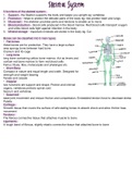 WJEC Skeletal system 