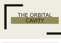 Human Orbital Cavity (ppt): Moore's Clinically Oriented Anatomy 