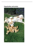 alles van organization and society