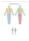 Innervaties en bijbehorende spieren 