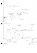 Biochemistry - All Metabolic Processes with Notes and Structures