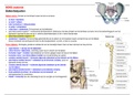 BOKS anatomie HU fysiotherapie botten + overige en speciële structuren