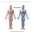 Samenvatting Anatomie M1