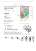 Translational Neuroscience (MED-MIN16) Basics in Anatomy summary