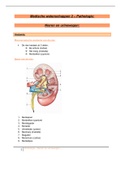 Medische wetenschappen 2 (pathologie) - Nieren en urinewegen