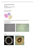 Samenvatting theorie van de praktijk microbiologie 