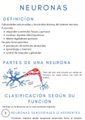 Neuronas: definición, estructura y clasificación