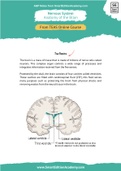 Anatomy-Of-The-Brain-Notes-Ati-Teas&period;pdf