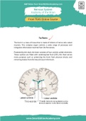 Anatomy-Of-The-Brain-Notes-Ati-Teas.pdf
