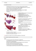 Volledige samenvatting hoofdstuk 4 (spierweefsel) Histologie (resultaat 16/20)