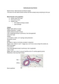 Cardiovascular System Review Human Anatomy BI210
