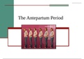 The Antepartum Period Test Bank.pdf