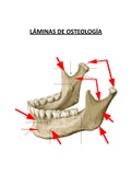 Laminas. Osteología