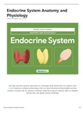 Exam (elaborations) Endocrine System Anatomy and Physiology study guide 