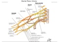 Detailafbeelding plexus brachialis