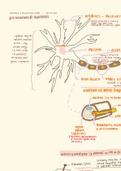 6.5 IB Standard Level Biology : Neurons and Synapses
