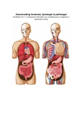 Samenvatting Anatomie, fysiologie & pathologie hoofdstuk 6 en 7. 
