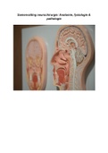 Samenvatting neurochirurgie: Anatomie, fysiologie & pathologie