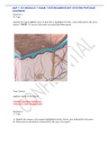 A&P 1 101 MODULE 7 EXAM 7 INTERGUMENTARY SYSTEM PORTAGE LEARNING 