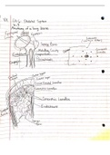 Notes Chapter 6: The Skeletal System (BSC 250)