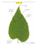 Nutrition in Plants - GCSE-O Level