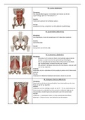 Samenvatting anatomie 2: Spieren onderste kwadrant