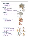 Vertebrae anatomy (bones that make up the back as well as other supporting bones)