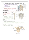Ribs and Sternum Anatomy 