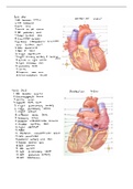 Cardiovascular anatomy 