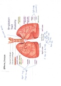 Respiratory-Tract-Anatomy-Note&period;pdf