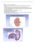Functional histology of the kidneys 