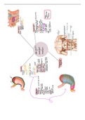 Anatomy - digestive system 
