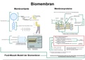 Wie ist eine Biomembran aufgebaut?