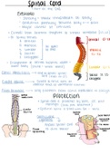 Spinal cord and the nerves