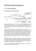 VP (Voortplanting) Samenvatting E-module Spermatogenese