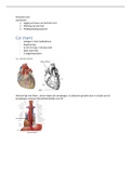 anatomie en fysiologie hart
