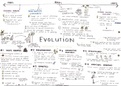 IEB Grade 12 notes on evolution