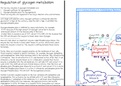 Summary  of the regulation of glycogen metabolism (Biochemistry)