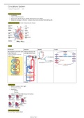 Circulatory System Anatomy 