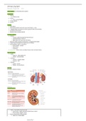 Urinary System Anatomy