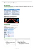 Overview Endocrine System Anatomy