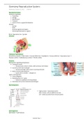 Reproductive System Anatomy - overview