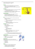 Upper Respiratory System Anatomy 