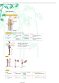 Organ Systems Anatomy